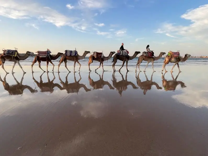 Camelride